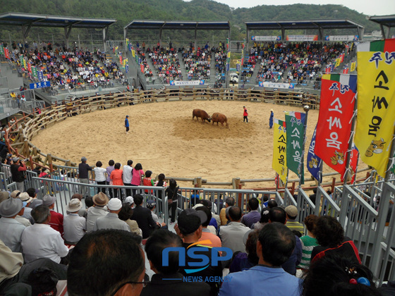 NSP통신-Главное состязание национальных боев быков прошло на традиционной арене 7го числа в два часа дня. (Фото= место проведение Чинчжу)