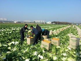 [NSP PHOTO]복기왕 아산시장, 가을배추 수출 현장 방문 관계자 격려