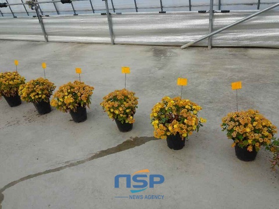 NSP통신- (아산시)