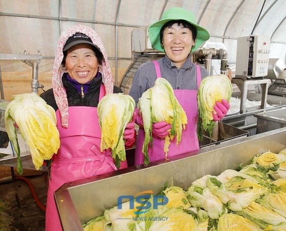 NSP통신-서산시 운산면 고산리의 한 절임배추 생산 농가서 소금물에 절인 배추를 들어 보이고 있다 (서산시)