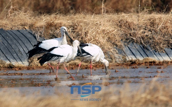 NSP통신-천수만을 찾은 황새가 서산버드랜드 인근의 농경지서 먹이활동을 하고 있다 (서산시)