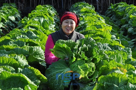 NSP통신-황가네장서방 황미경 대표가 배추를 들고 환하게 웃고 있다/NSP통신=최창윤 기자 (순천시농업기술센터)