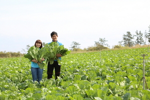 [NSP PHOTO]영암군, 손모아·손병인 남매 유기농 절임배추로 억대 소득 화제