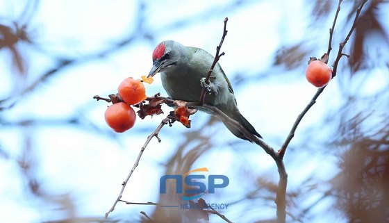 NSP통신- (함양군 제공)