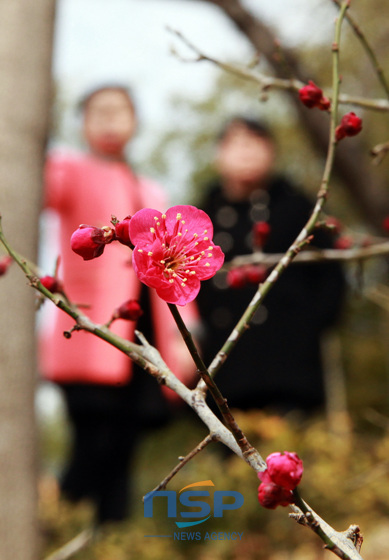 NSP통신-지난 3일 하동공원 내 홍매화(紅梅花)가 마침내 꽃망울을 터뜨리고 붉은 속살을 드러내고 있다. (하동군 제공)