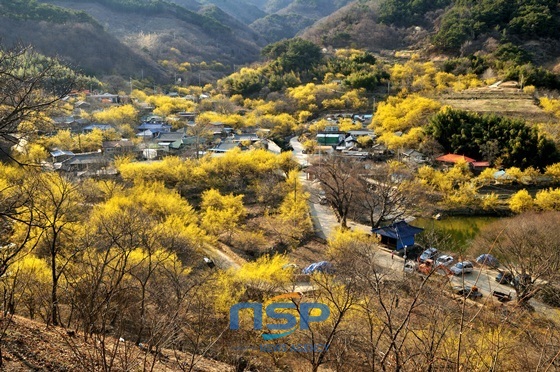 NSP통신-구례 산동면 산수유마을 전경...벌써부터 마음이 설레인다 (전라남도)