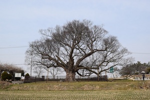 [NSP PHOTO]영암군-국립산림과학원-문화재청, 천연기념물 제283호 월곡리 느티나무 복제