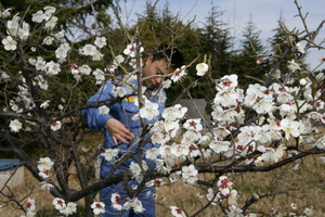 [NSP PHOTO][포토스토리]광양제철소, 경칩맞아 매화꽃 활짝