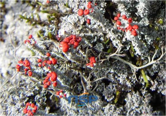 NSP통신-설악산에 자생하는 산호잔꽃지의 지의체와 배지에서 3개월간 키운 지의류 형성 곰팡이 (순천대 한국지의류연구센터)