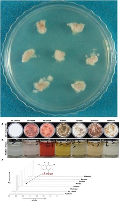 NSP통신-여러 가지 탄소원에서 키운 산호잔꽃지의 곰팡이(A), 아세톤 추출물(B) 및 HPLC를 통한 물질 검정(C) (순천대 한국지의류연구센터)