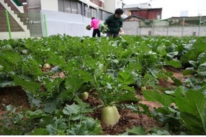 [NSP PHOTO]광주 동구, 도시농업 활성화 정책 계획