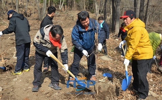 NSP통신-수북면 대방리 인근 야산, 산수유나무 1000주, 편백나무 1500주 등 식재 (담양군)