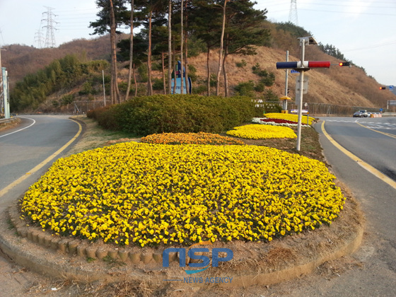 NSP통신-하동군 고전신월삼거리에 핀 봄꽃과 어울리는 노오란 꽃들이 상춘객들을 맞을 준비를 하고 있다. (하동군 제공)