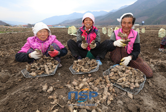 NSP통신-27일 산청군 산청읍 정광뜰 약초재배단지에서 농민들이 당뇨에 효능이 좋고 다이어트 효과도 뛰어난 돼지감자를 수확해 선보이고 있다. (산청군 제공)