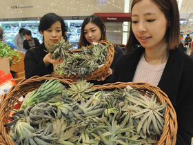 [NSP NEWS Image]독특한 생김새의 건강에 좋은 와송