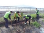 [NSP PHOTO]식목일 맞이 코레일 부산경남본부, 물금-화명 선로변 측백나무 1000그루 식재