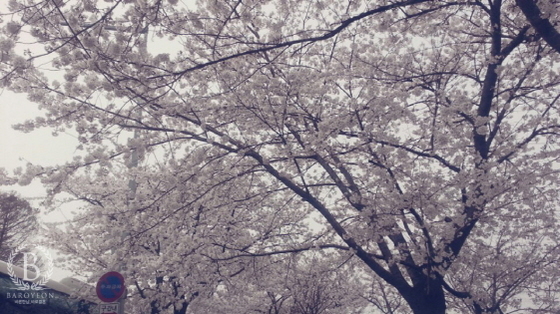 NSP통신-여의도 윤중로 (바로연 제공)