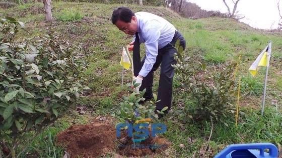 NSP통신-김석준 부산시교육감 예비후보가 고 노무현 전 대통령 묘역 인근에 조성된 차나무밭에 장군차나무를 심고 있다.