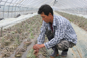 [NSP NEWS Image]우리와송농장 대표 이동영 진정한 농부의 마음으로 와송재배