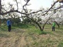 [NSP PHOTO][아산시동정]과수(배) 인공수분을 위한 농촌일손돕기 봉사활동 外
