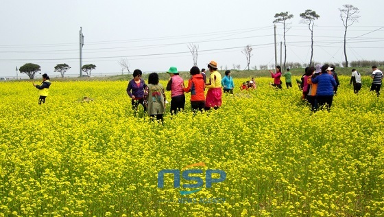 NSP통신-15일 서산시 부석면 간월도를 찾은 관광객들이 유채꽃 단지를 걸으며 봄의 정취를 만끽하고 있다 (서산시)