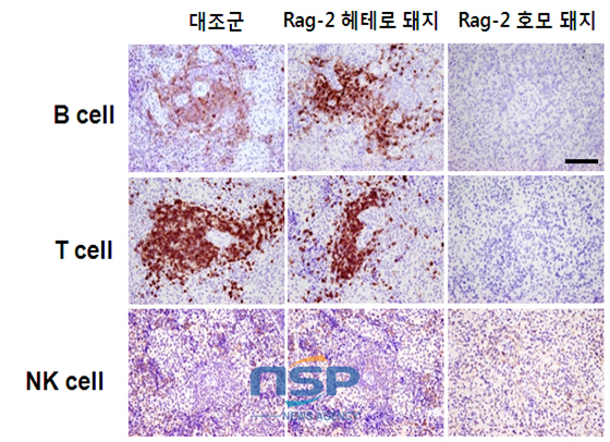 NSP통신-Rag-2 유전자 기능이 소실된 면역 결핍돼지는 면역을 담당하는 성숙한 B세포와 T세포는 완전히 결여돼 있지만 NK세포는 대조군에 비해서는 적은수로 분포돼 있다 (순천대학교 동물자원학과)