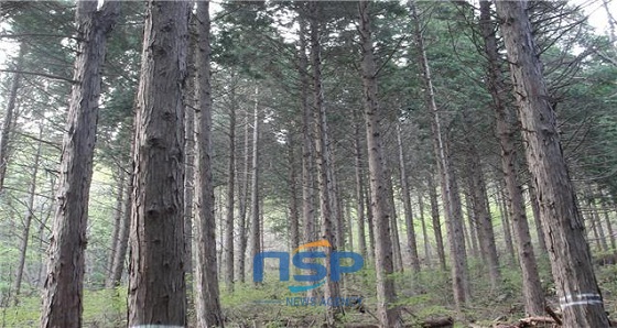 NSP통신-보령 도유림 편백 조림지 모습 (충남도)