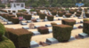 [NSP PHOTO][NSP TV] UN Memorial Cemetery, Reinvent itself as tourist attractions of the citizens of Busan.