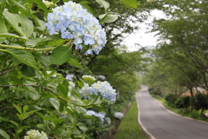 [NSP PHOTO]강진군, 보은산 산책로 수국꽃길 조성 눈길