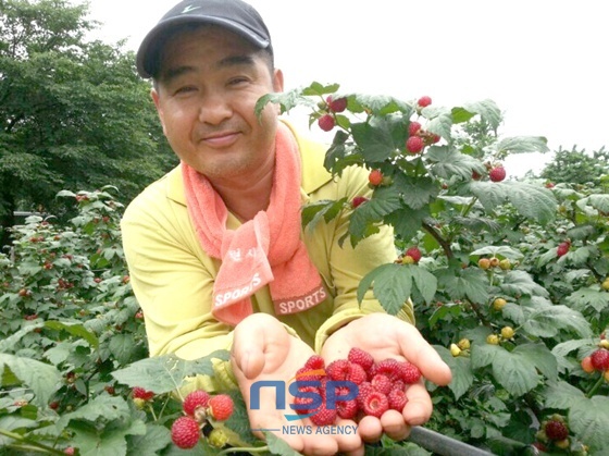 NSP통신-복흥, 쌍치면 9ha 재배, 칼슘과 비타민 등 풍부한 영양소 함유 (순창군)