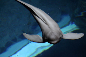 [NSP PHOTO]토종고래 상괭이 전문 치료기관… 세계 첫 사례