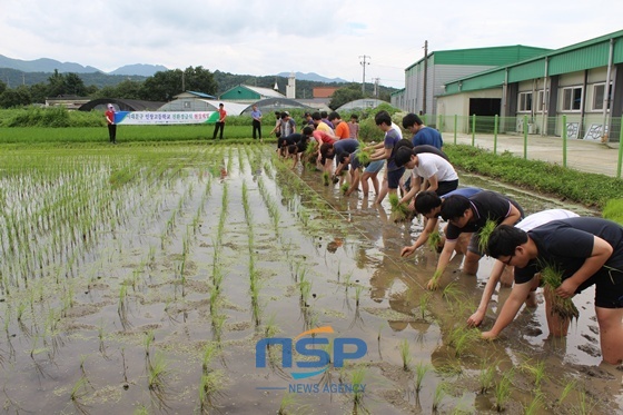 NSP통신-인창고 학생과 교사 등 40여명은 직접 모내기를 하며 몸소 체험했다 (완주군)