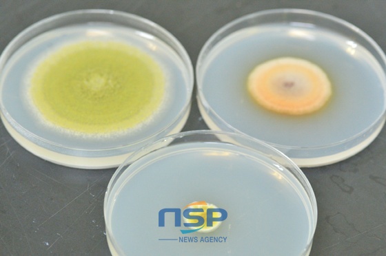 NSP통신-당뇨(건강)와 바이오제닉아민(안전)에 효과적인 토종미생물 다수 확보 (순창군)