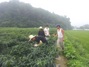 [NSP PHOTO]부여군, KDB대우증권 인턴사원 봉사활동 전개