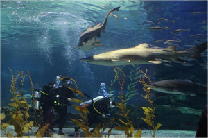 [NSP PHOTO]씨 라이프 부산아쿠아리움, 상어와 함께하는 짜릿한 이색 체험