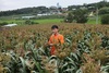 [NSP PHOTO]당진시, 찰수수 종자생산 채종포 시범사업 눈길