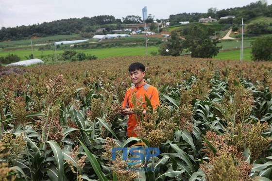NSP통신-김병구 씨가 수수밭에서 수수를 살펴보고 있는 모습 (당진시)