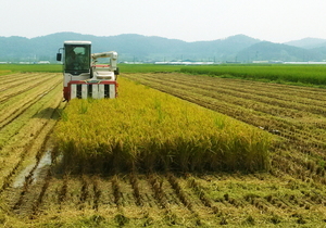 [NSP PHOTO]담양군, 조기햅쌀 수확···6억여 원 농가소득 기대