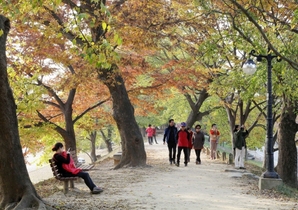 [NSP PHOTO]담양군, 인간과 자연이 공존하는 관방제림 정비 나서