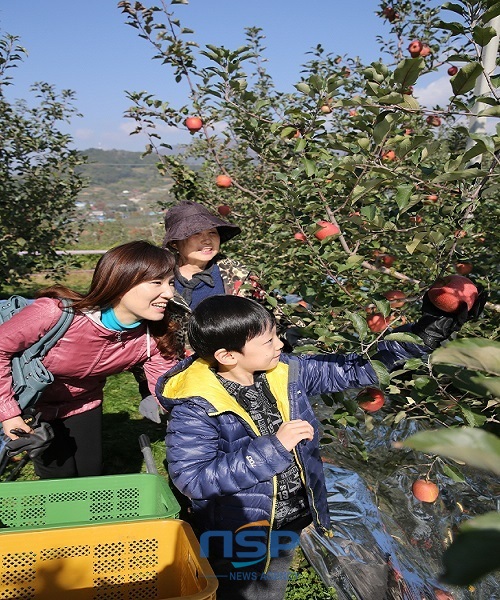 NSP통신-무풍사과축제현장속 가족단위 사과따기 현장체험 현장