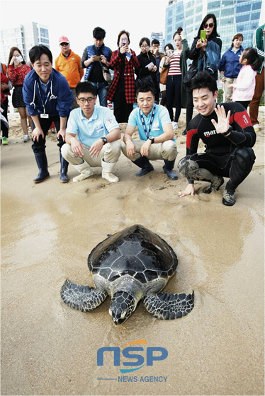 NSP통신-SEA LIFE 부산아쿠아리움 푸른바다거북 방류식 현장.