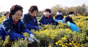 [NSP PHOTO]함평군 여란회, 국화 따며 내년 국향대전 준비