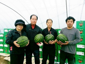 [NSP PHOTO][지역경제]정읍, 단풍미인 씨 없는 수박 첫 수출길 열려