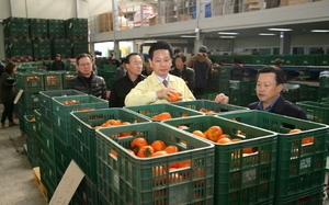 [NSP PHOTO]영암군, 대봉감 가격폭락에 따른 대책강구 나서