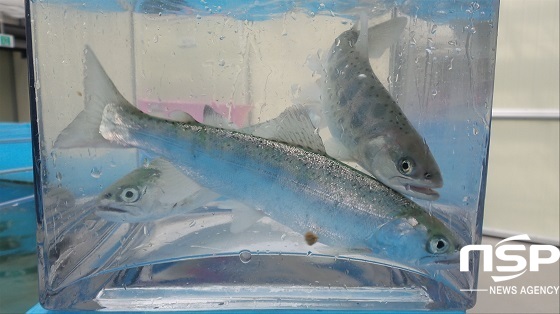 NSP통신-육상수조 내 해수순치 시험양식에 성공한 산천어 (충남도)