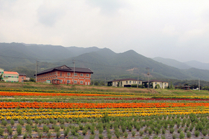 [NSP PHOTO][지역경제]남원시, 허브 6차산업화 사업 66억 투자