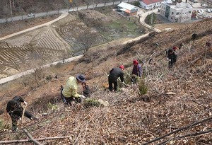 [NSP PHOTO]임실군, 올해 조림사업에 5억6천만원 투입