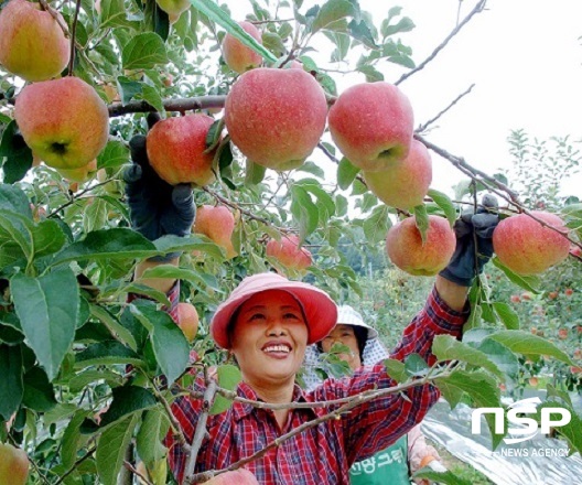 NSP통신-장수관내 한 농가에서 사과채취 현장