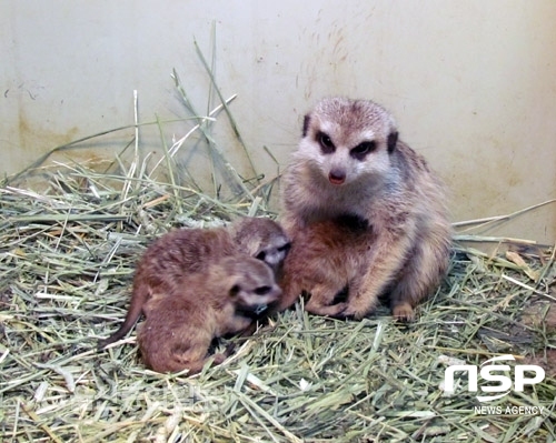 NSP통신-울산대공원 동물원 미어캣 가족.