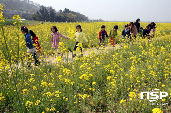 NSP통신-광주 북구 산동교 유채꽃. (광주 북구)